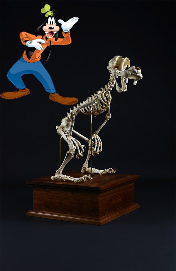 cartoon_skeleton3