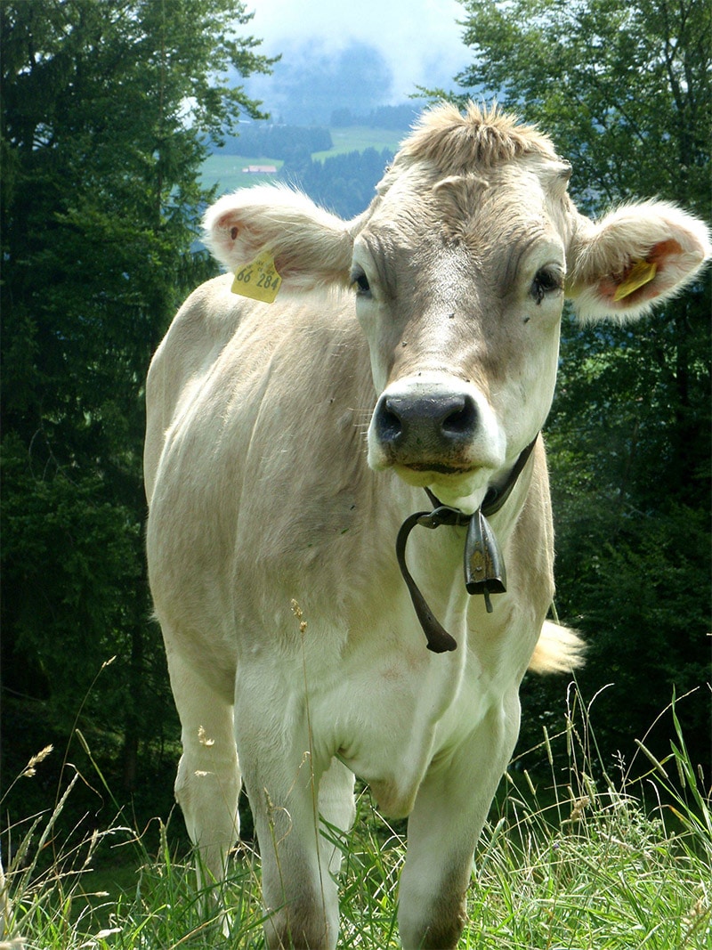 cow6