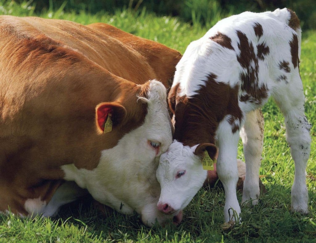 Cows being sweet.