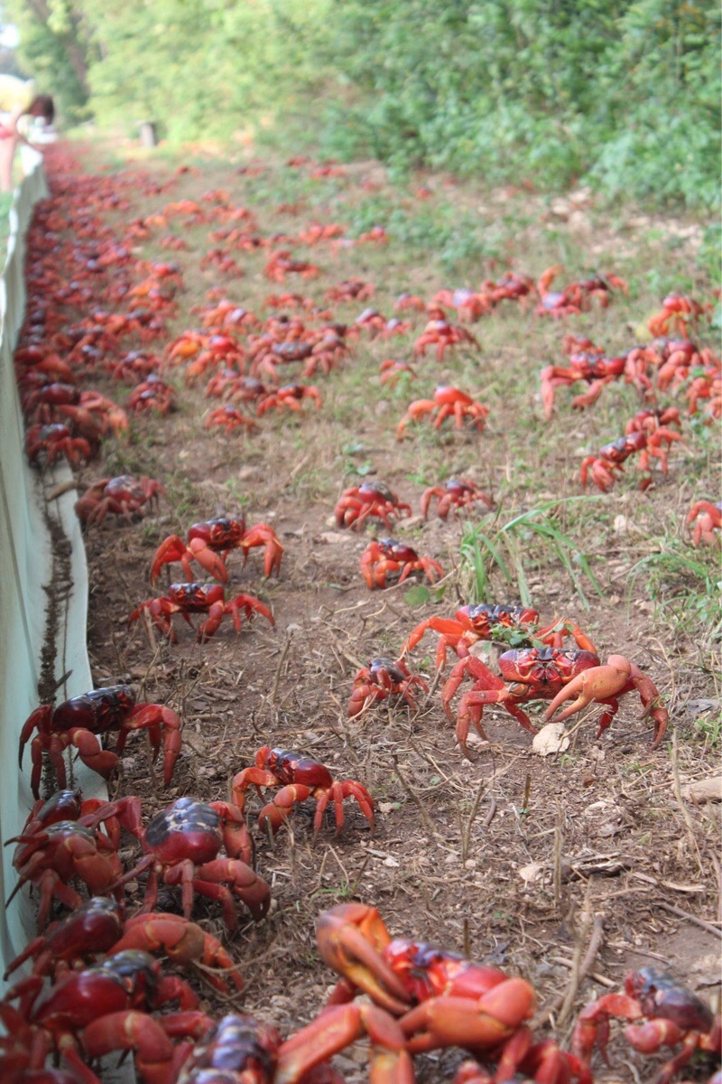 crab13