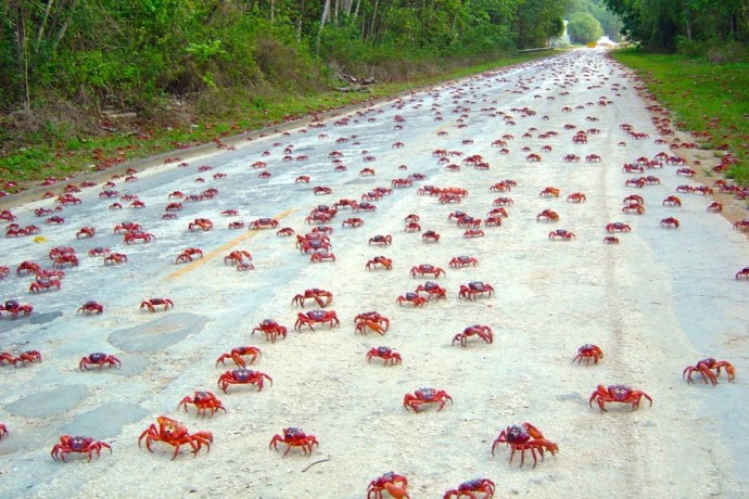 crab4