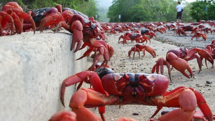 crab5