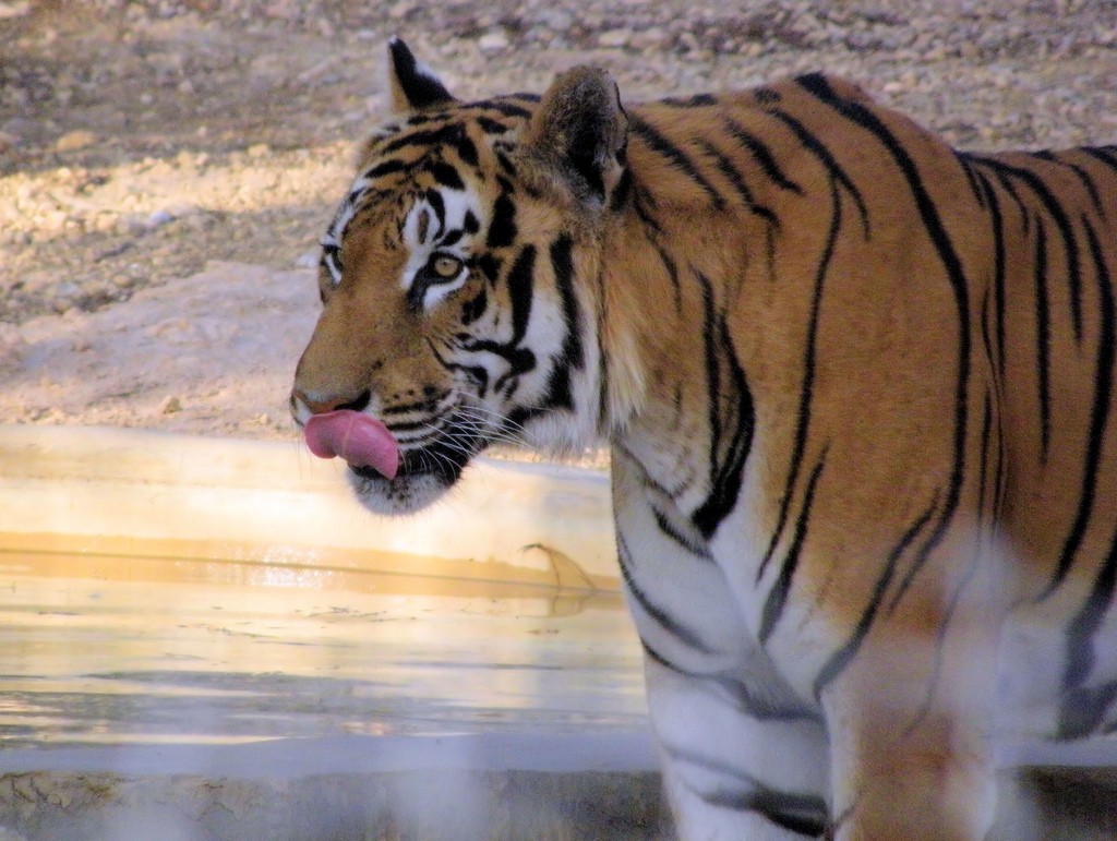 tiger at Friguia Wildlife Park, Tunisia, September 2010