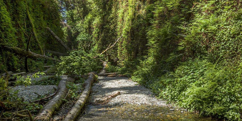 RedwoodsNP_FernCanyon_0382_1280x642_downsized