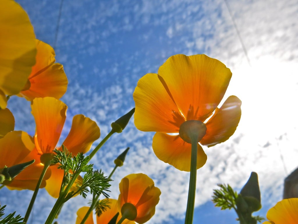 californian poppies in the sun