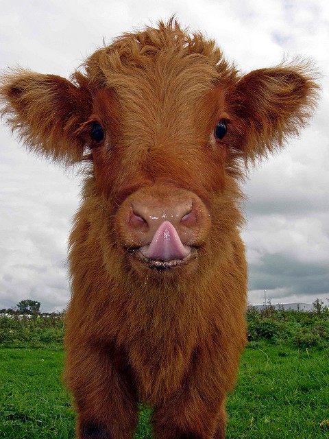 10 Cute Cow Pictures