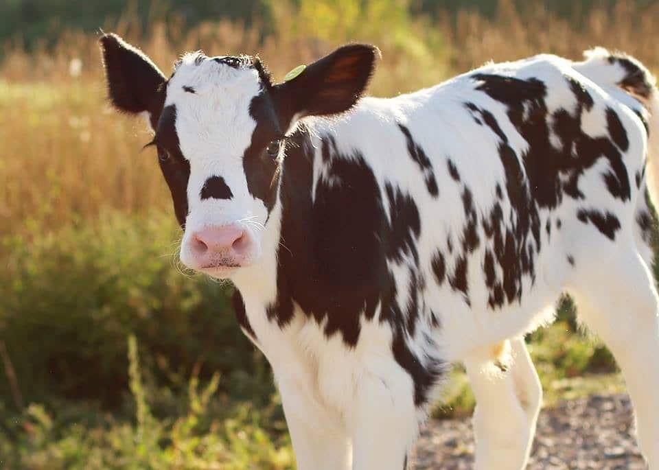 cow4. 