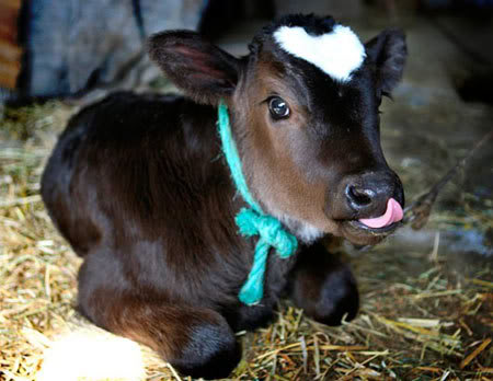 Afbeeldingsresultaat voor cute cow