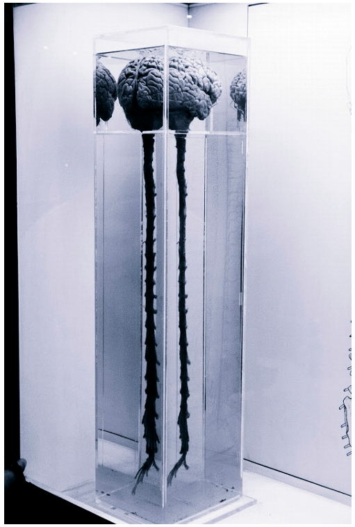 Brain and spinal chord is creepy