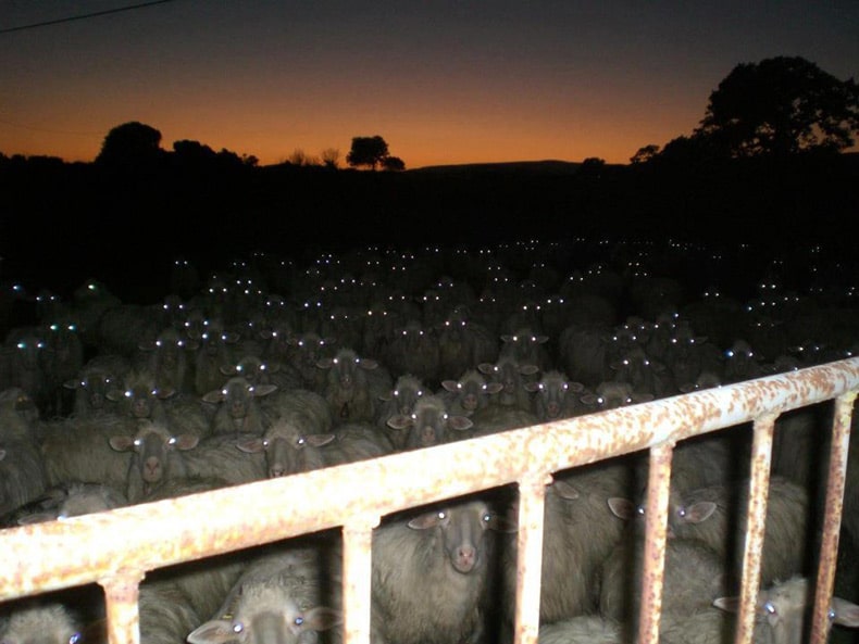 Scary sheep
