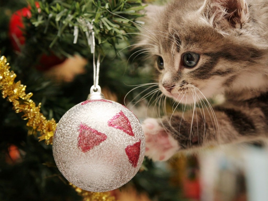 cat_christmas_games