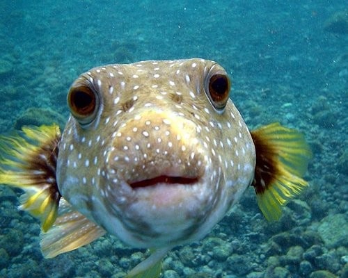 pufferfish