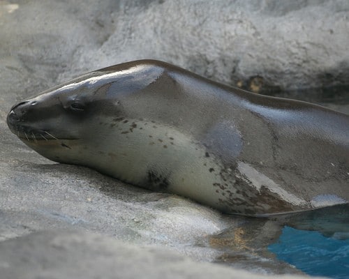 leopard seal