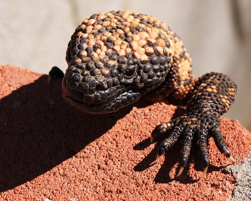 gila monster