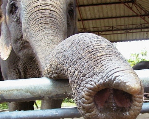 elephants
