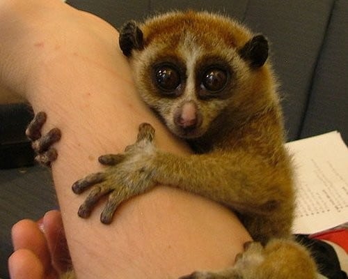 slow loris