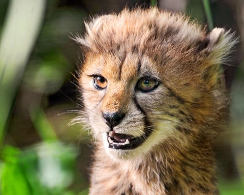 baby cheetah