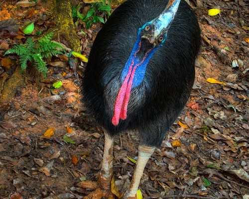 cassowary