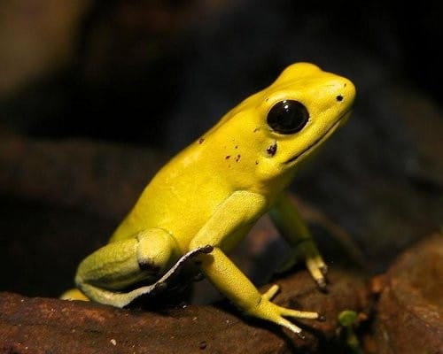 poison dart frog