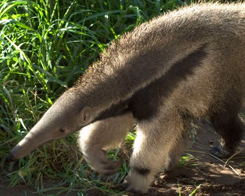 giant anteater