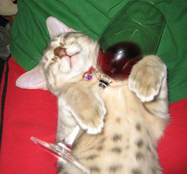 drunkcat