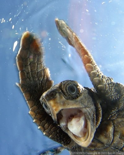 excitedturtle