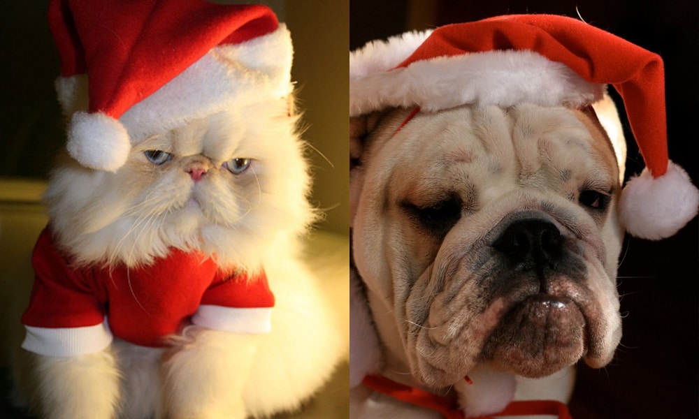 grumpy_cat_dog_christmas