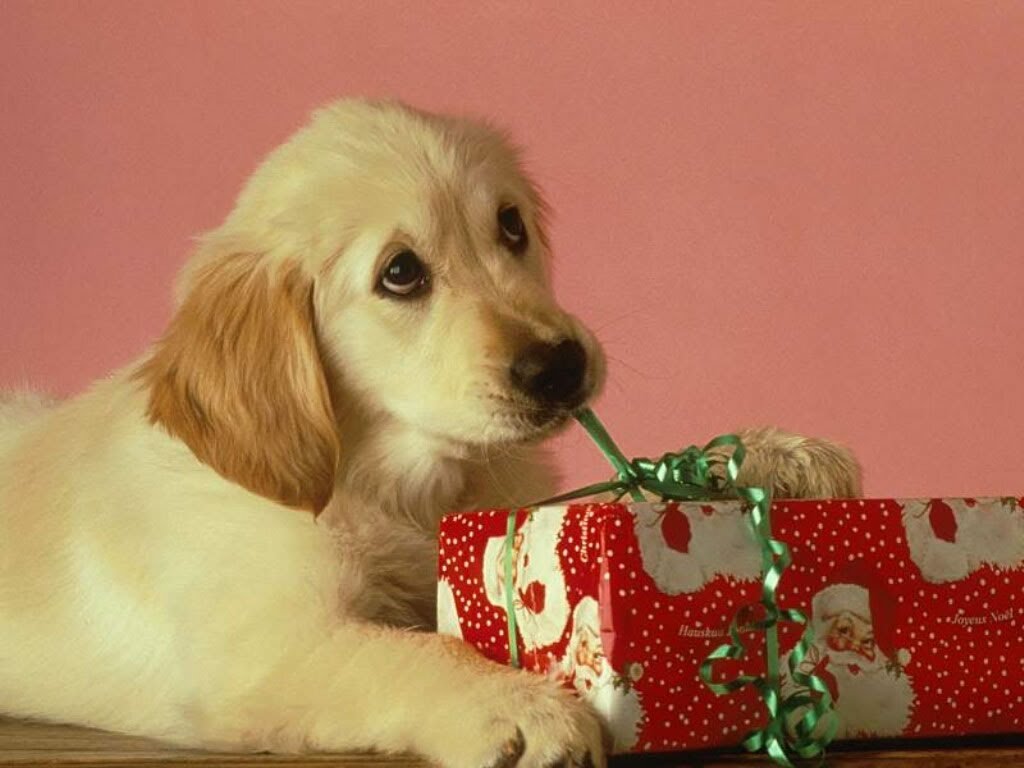 puppy_christmas_present