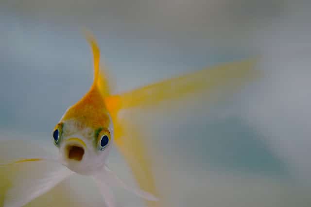surprisedfish