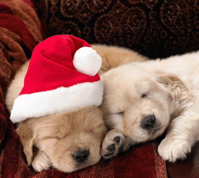 tired_puppies