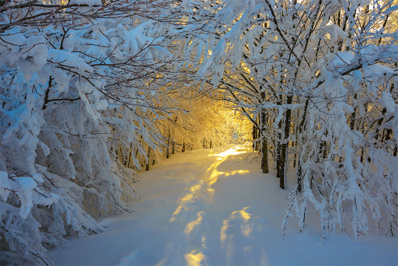 frozen trees