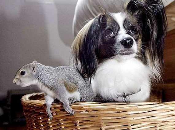 dogsquirrel1