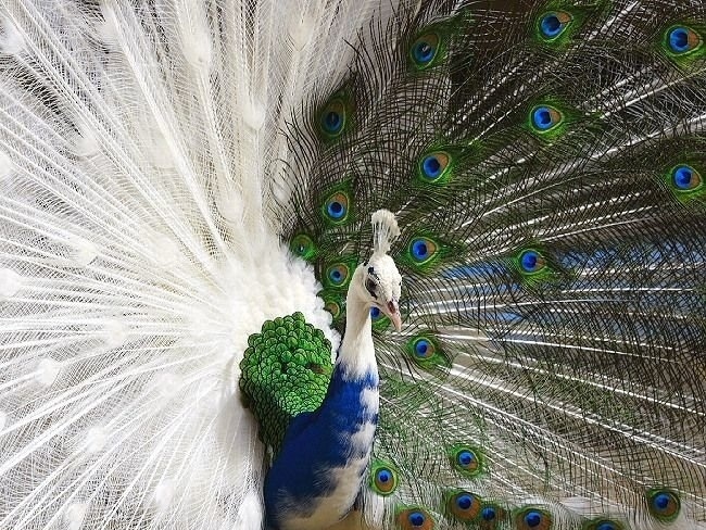 Photos Of Albino Peacocks Are Beautiful