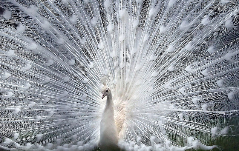 Albino peacock