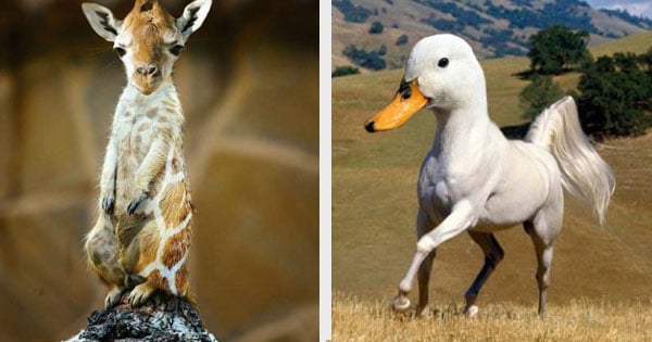 These 30 hybrid animals are a mix of super cute and terrifying! – Favrify