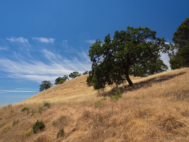 California golden oaklands